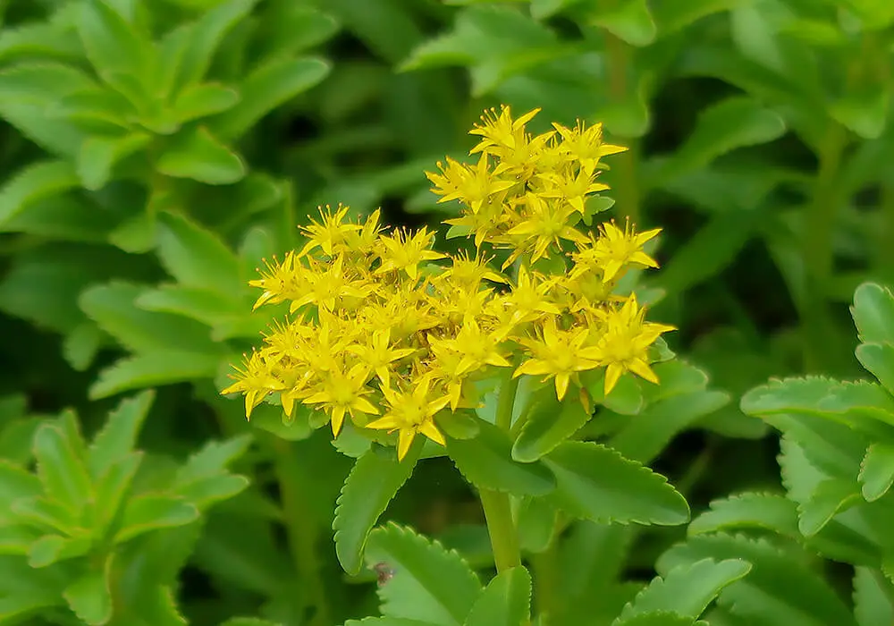 flower-image